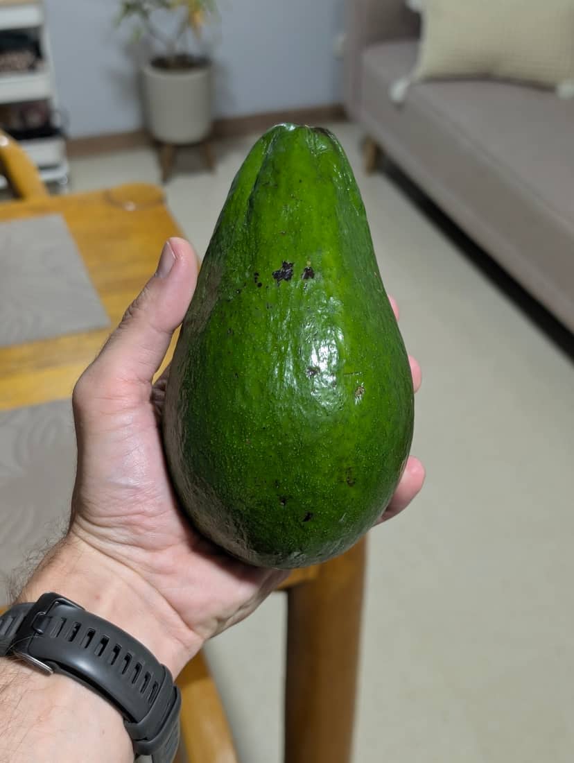 Aguacate
