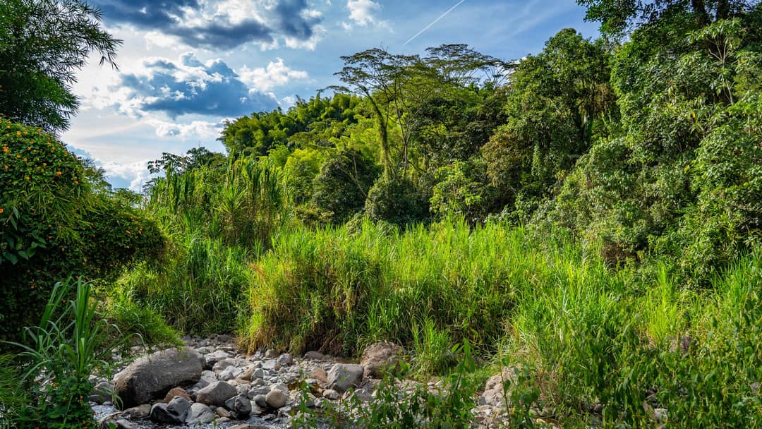 Jardín