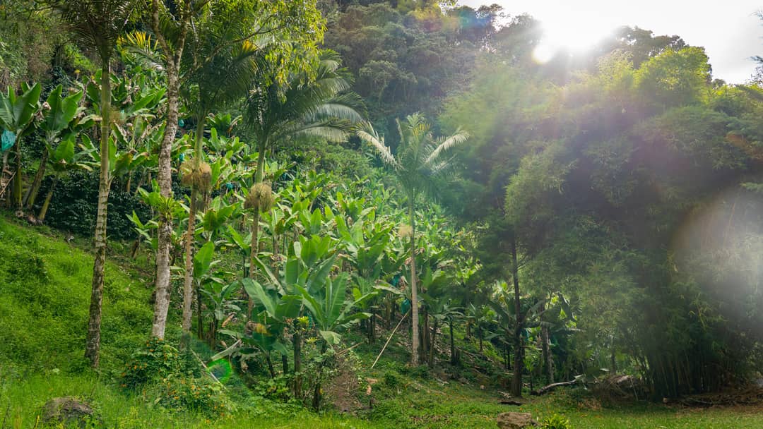 Jardín