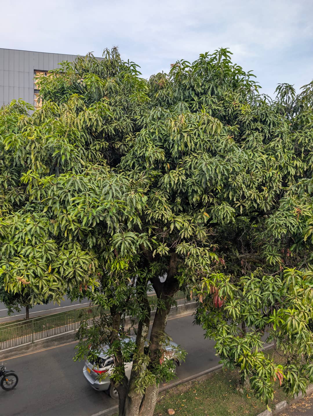 Mango trees between the buildings.