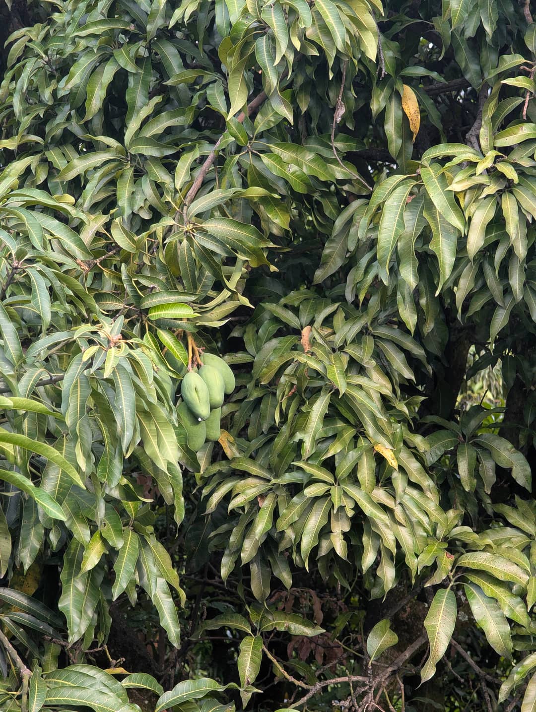 A mango up close. Fruit grows on campus.