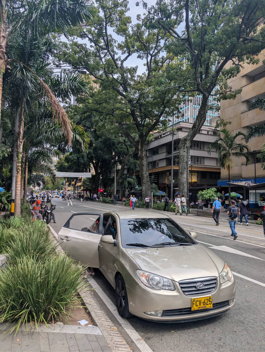 Palms down the middle of a big street.