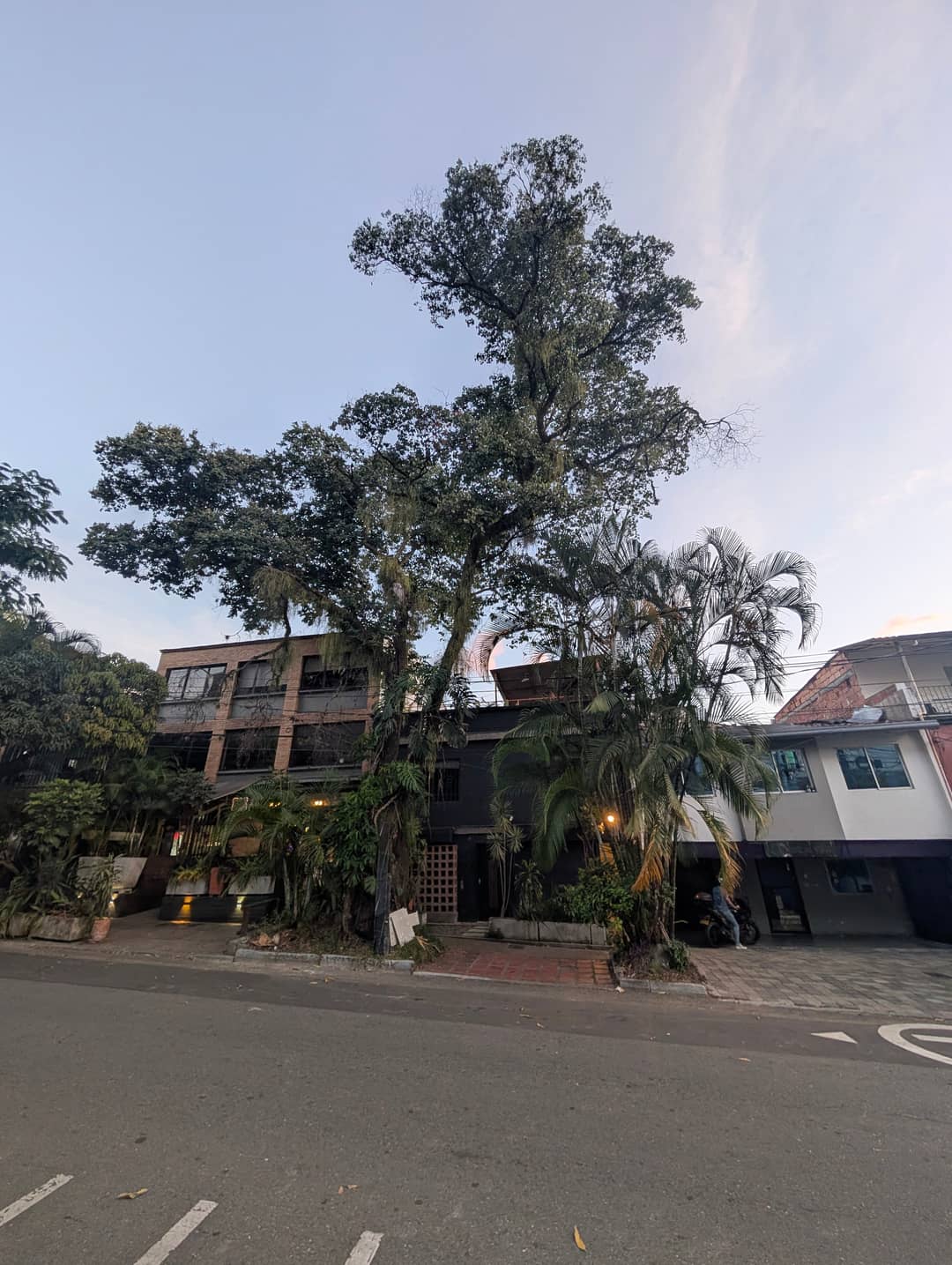 Trees over the street.