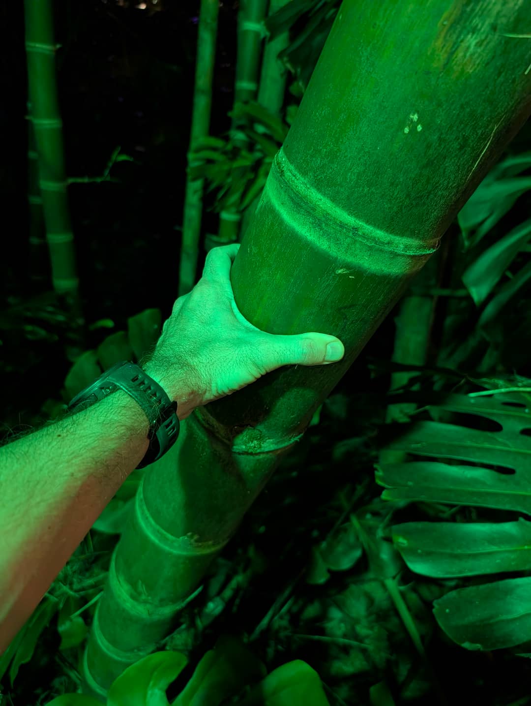 The bamboo is as thick as an arm.