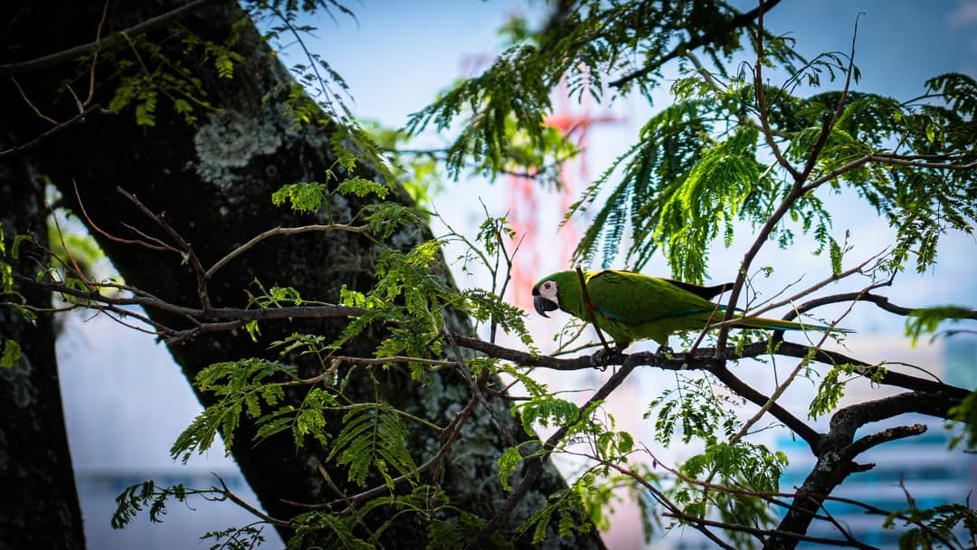 A green parakeet in a tree in the middle of a city of three million.