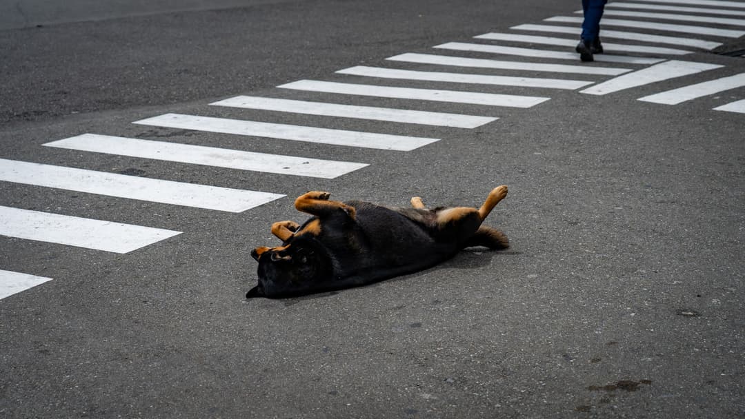 A dog on the crossing. Saturday, midday, in no hurry.