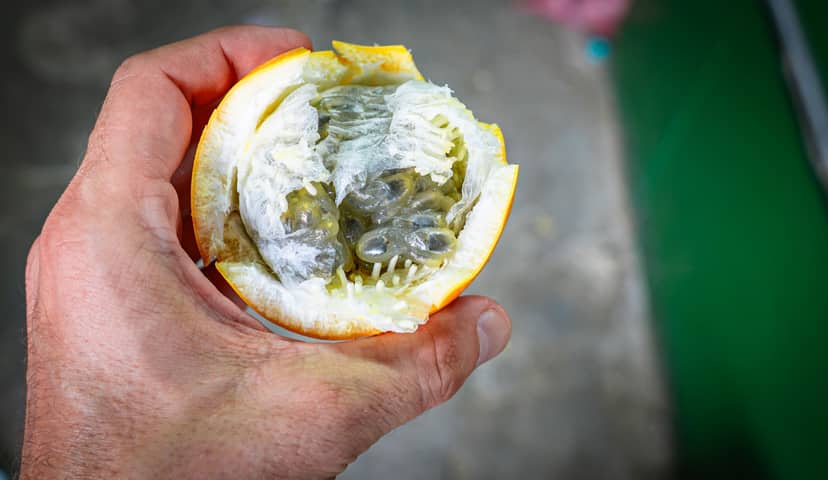 Granadilla